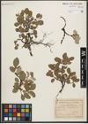 Foto von Salix reticulata L.